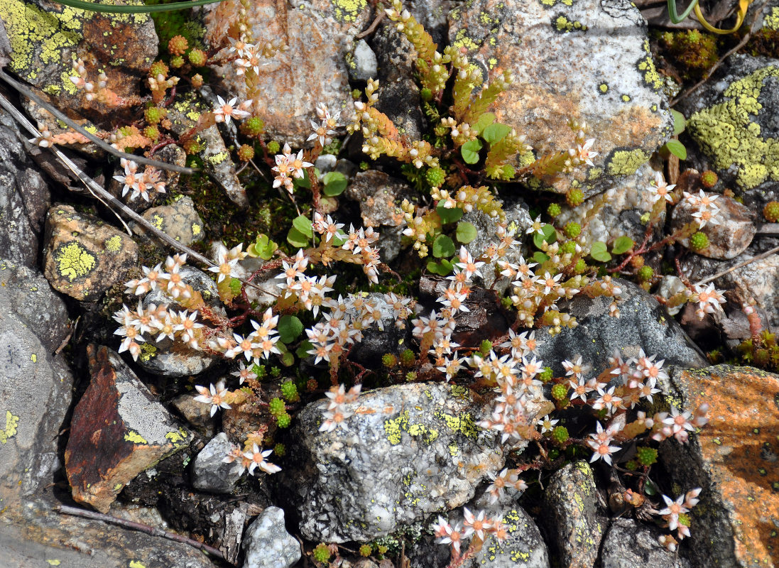 Image of Sedum gracile specimen.