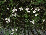 Hottonia palustris. Соцветия с цветками и завязавшимися плодами. Нидерланды, провинция Drenthe, окр. населённого пункта Roderwolde, в прибрежной зоне мелиоративного канала. 13 мая 2007 г.