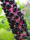 Phytolacca acinosa. Часть соплодия. Подмосковье, Одинцовский р-н, г. Кубинка. 25.09.2016.