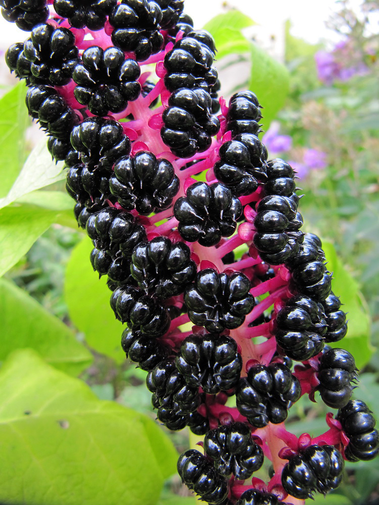 Изображение особи Phytolacca acinosa.