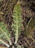 Taraxacum serotinum