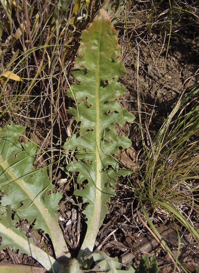 Изображение особи Taraxacum serotinum.