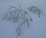 Betula pendula