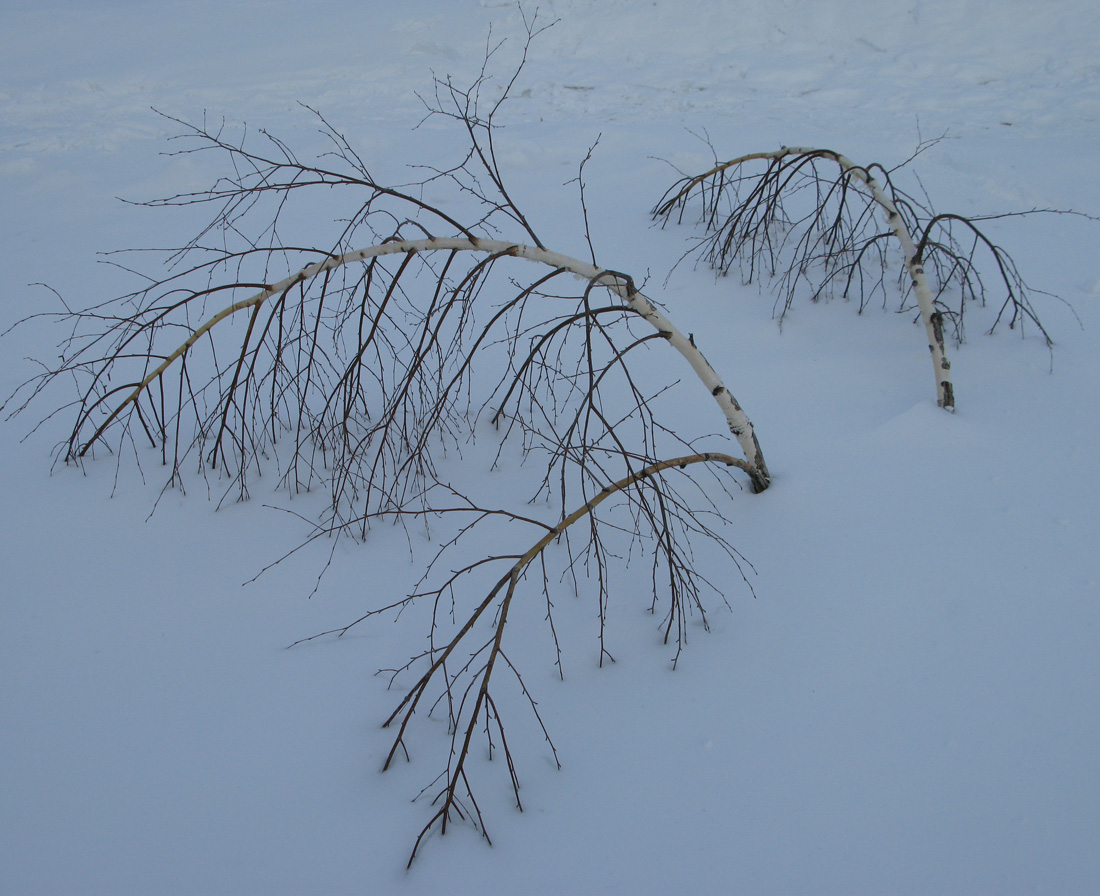 Изображение особи Betula pendula.