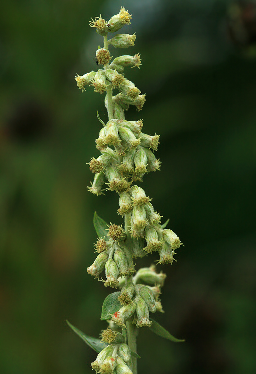 Image of Artemisia koidzumii specimen.