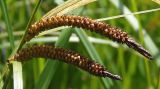 Carex acuta