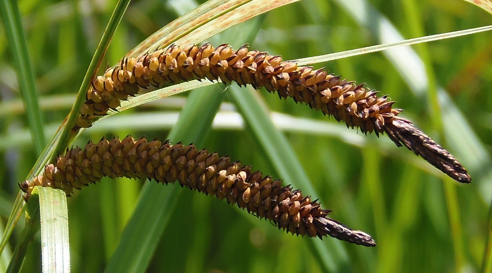 Image of Carex acuta specimen.