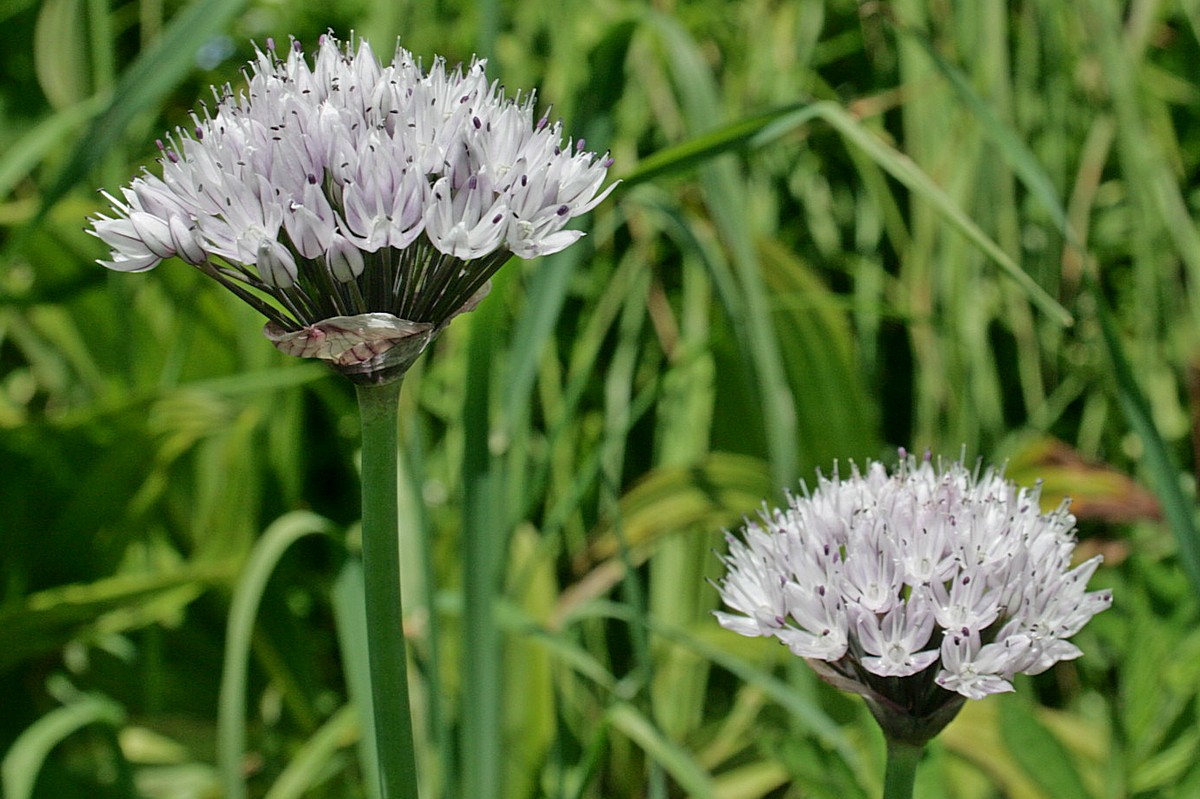 Изображение особи Allium ledebourianum.