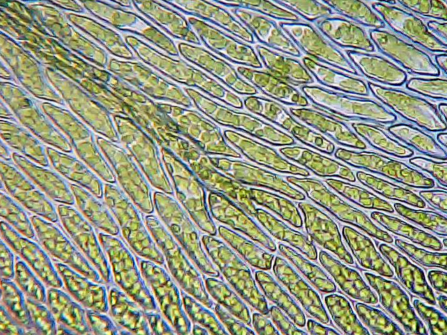 Image of Homalia trichomanoides specimen.