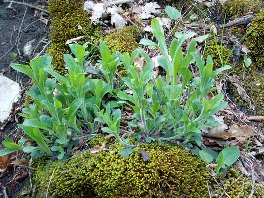 Изображение особи Silene italica.