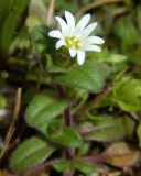 Cerastium pumilum
