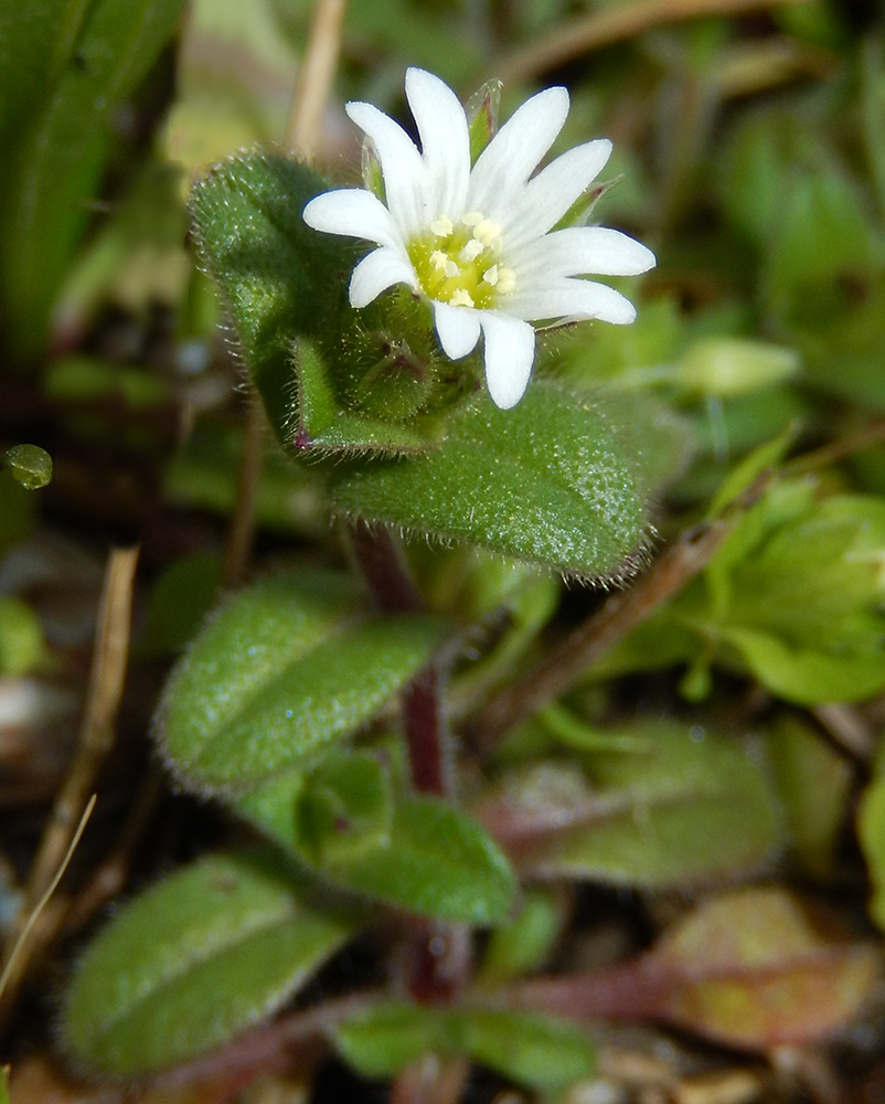 Изображение особи Cerastium pumilum.