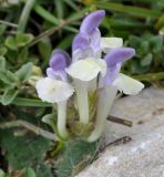 Scutellaria alpina