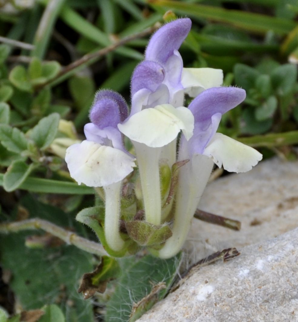Image of Scutellaria alpina specimen.