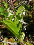 Smilacina trifolia