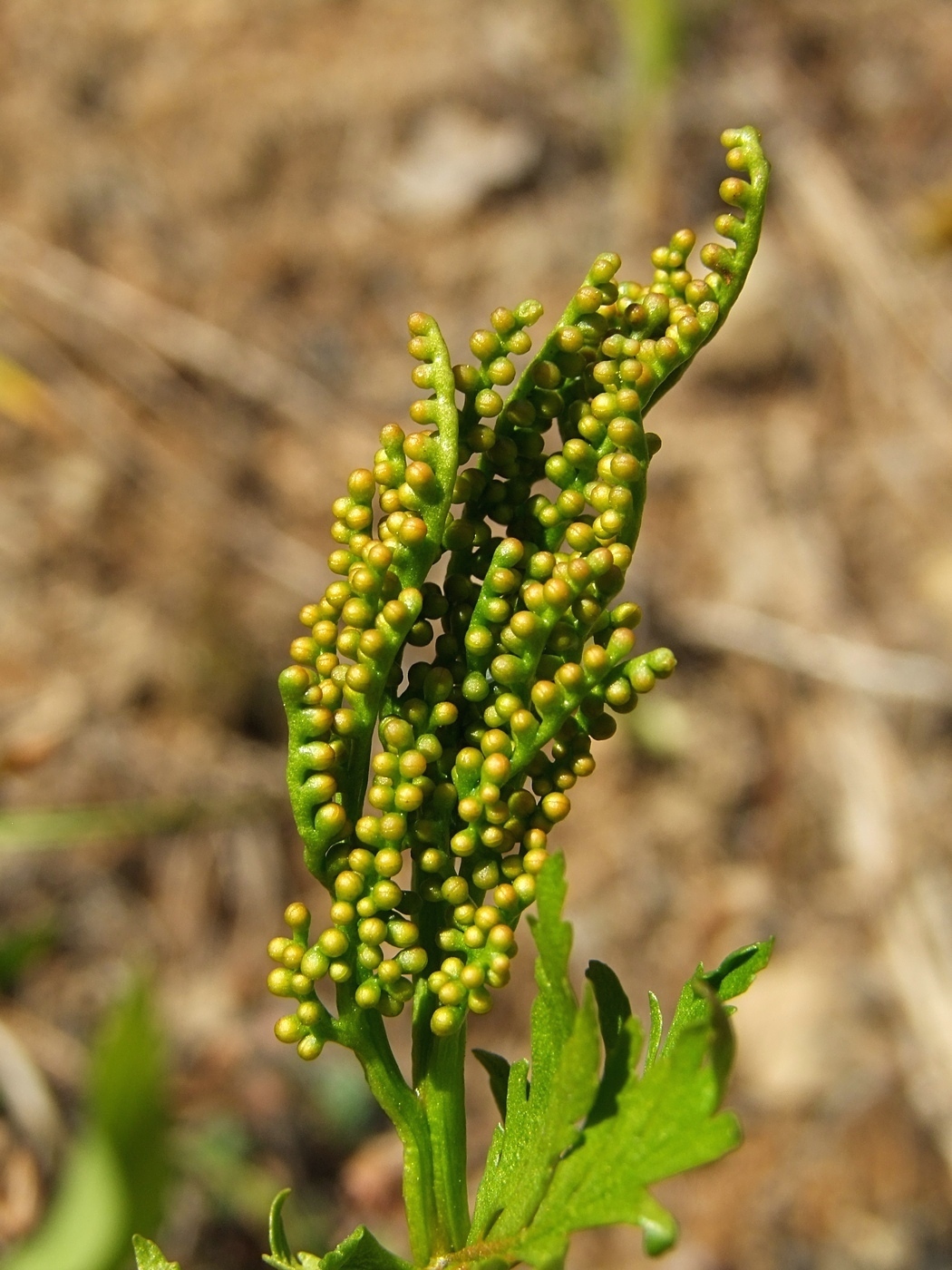 Изображение особи Botrychium lanceolatum.