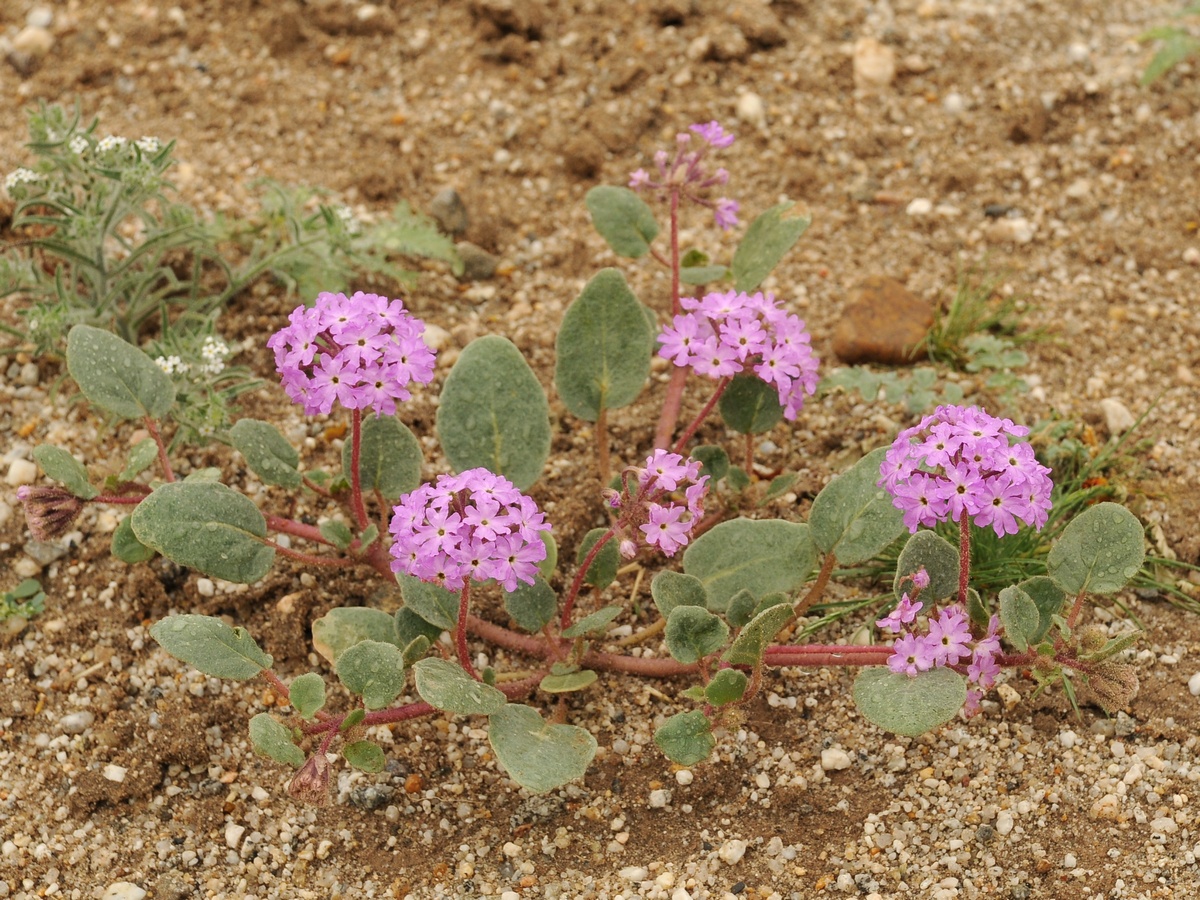Image of Abronia villosa specimen.