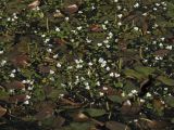 Luronium natans. Плавающие листья и цветки на поверхности воды среди цветущих побегов Potamogeton natans. Нидерланды, провинция Drenthe, река Oostervoortsche Diep между деревнями Norg и Donderen. 16 июня 2009 г.
