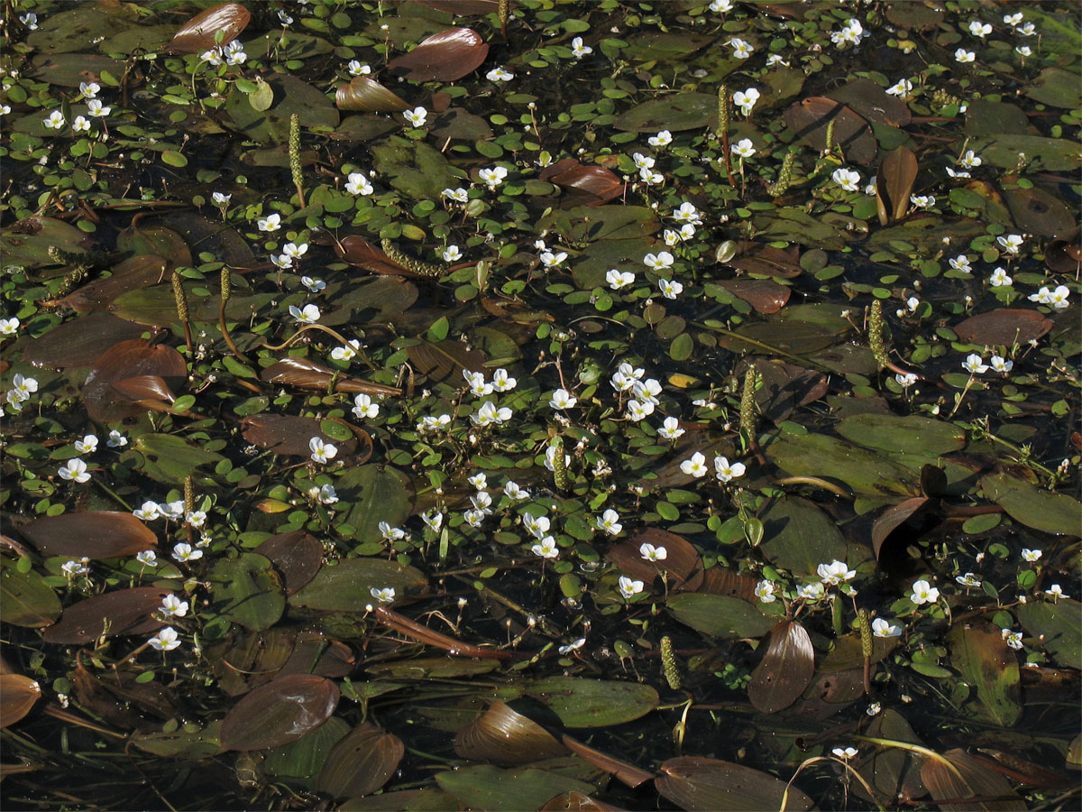 Image of Luronium natans specimen.