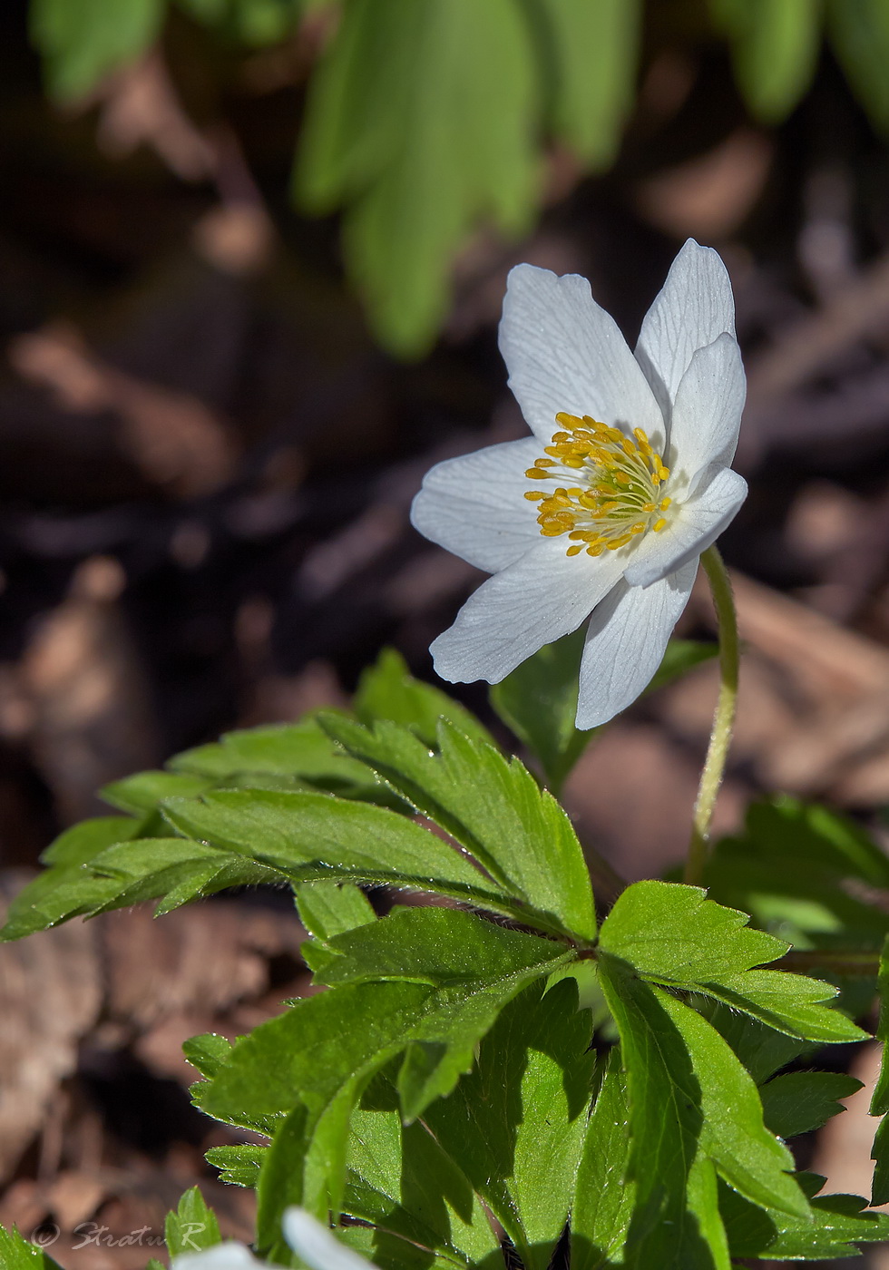 Изображение особи Anemone nemorosa.