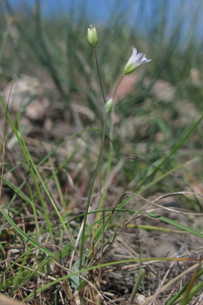 Изображение особи Holosteum marginatum.