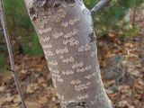 Duschekia fruticosa