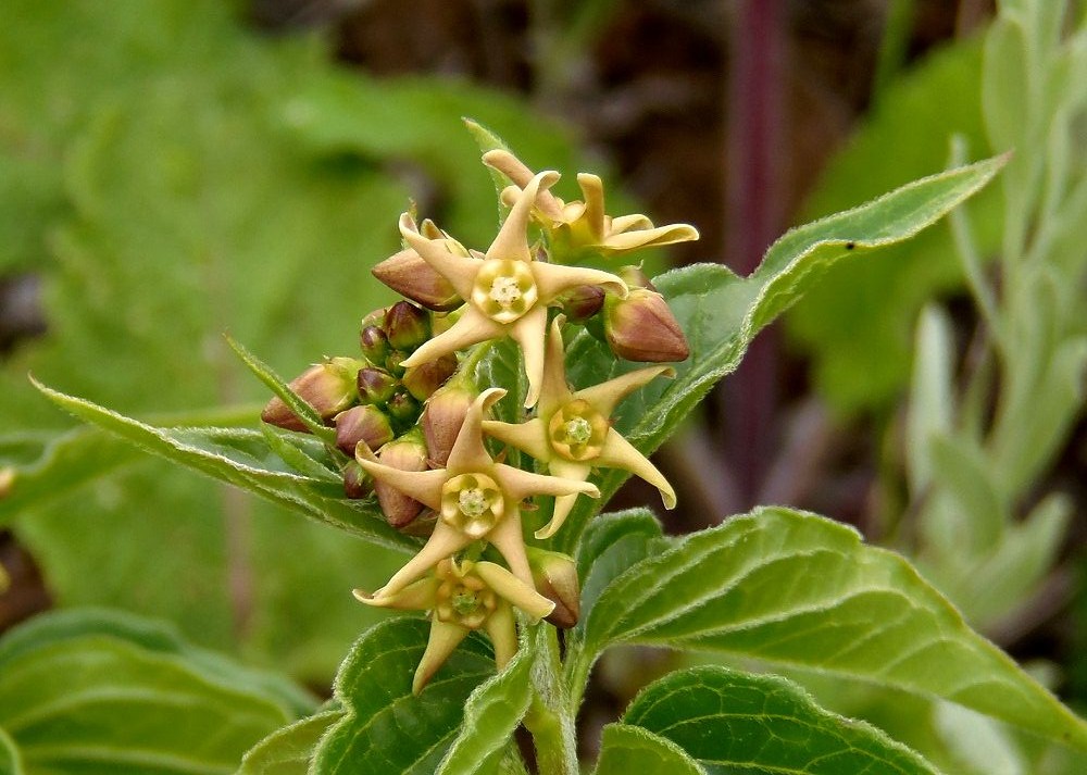 Изображение особи Vincetoxicum flavum.