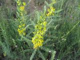 Astragalus nachitschevanicus