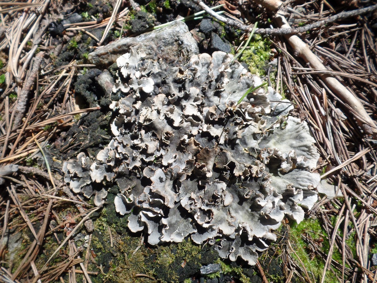Image of genus Peltigera specimen.