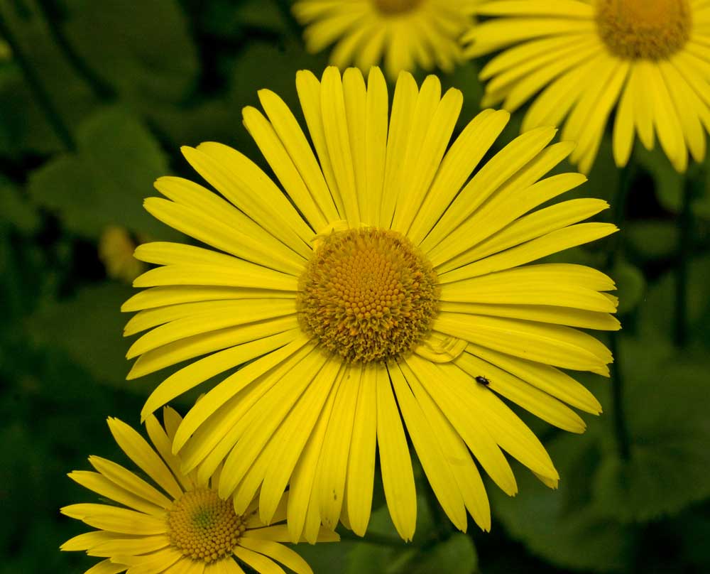 Image of Doronicum pardalianches specimen.