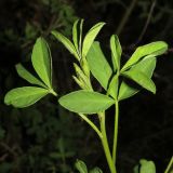 Chamaecytisus colchicus