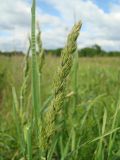 Dactylis glomerata