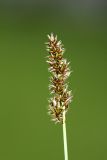 Carex diandra