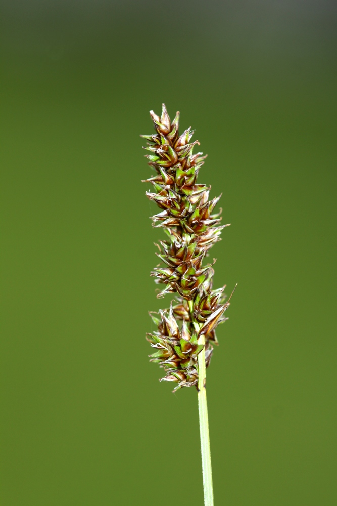 Изображение особи Carex diandra.