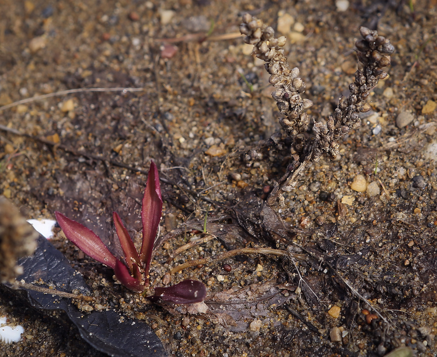 Image of Plantago major specimen.