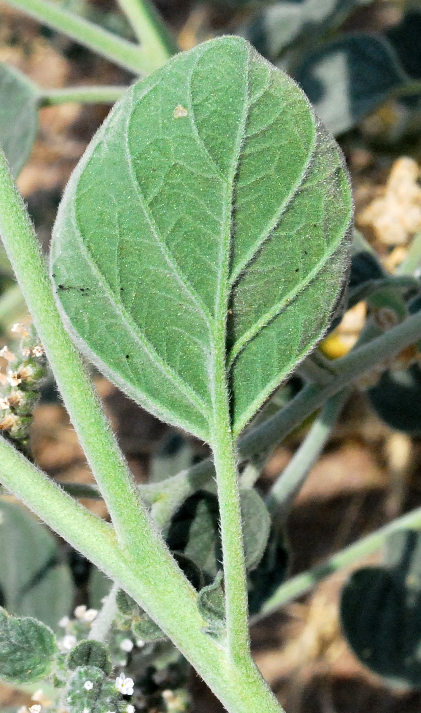 Изображение особи Heliotropium ellipticum.