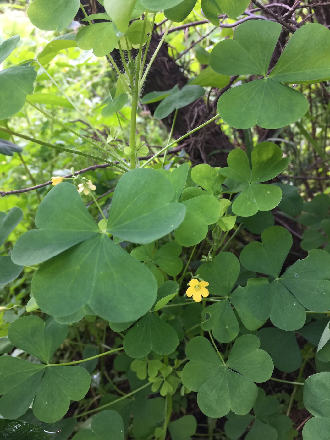 Image of Oxalis stricta specimen.