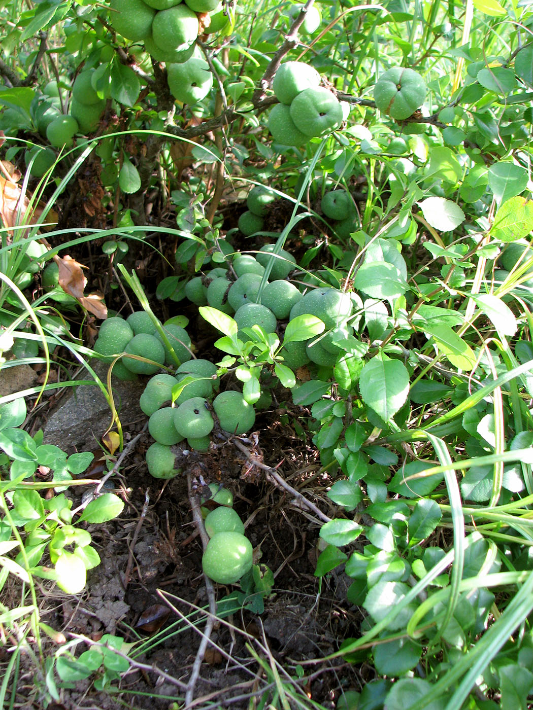 Image of Chaenomeles japonica specimen.