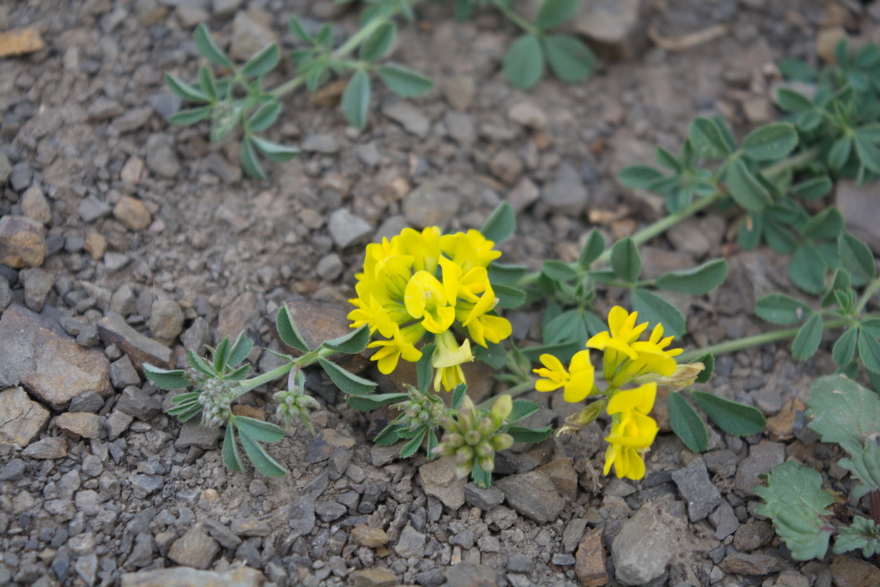 Изображение особи род Medicago.