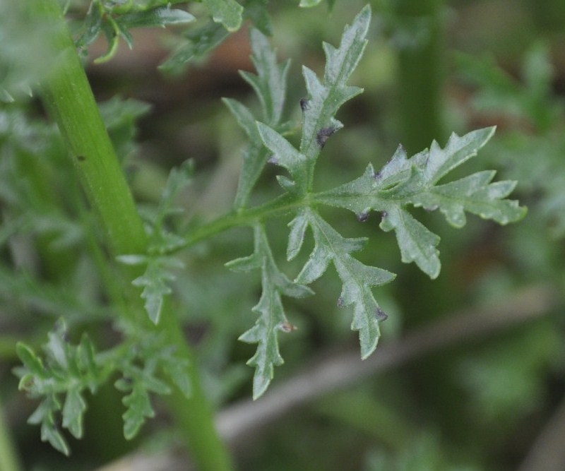 Изображение особи Scrophularia bicolor.