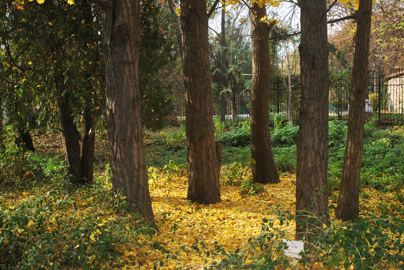 Image of Ginkgo biloba specimen.