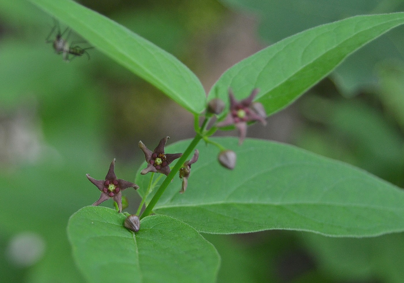 Image of Vincetoxicum scandens specimen.