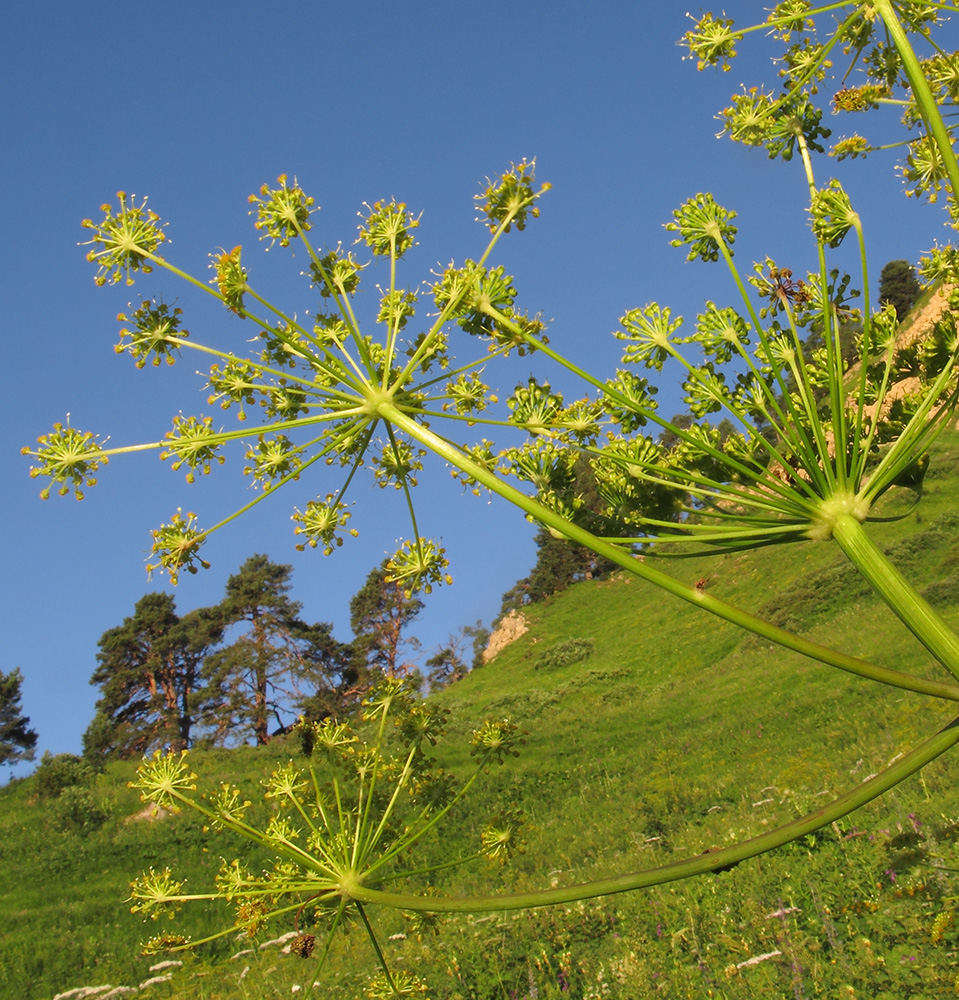 Image of Angelica tatianae specimen.