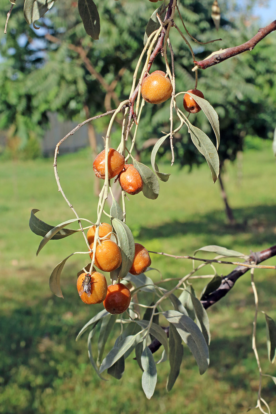 Изображение особи Elaeagnus orientalis.