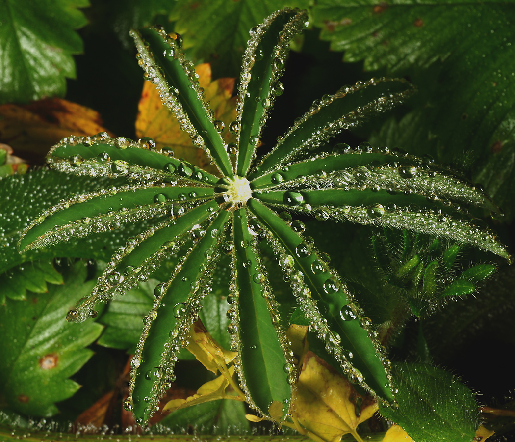 Изображение особи Lupinus polyphyllus.