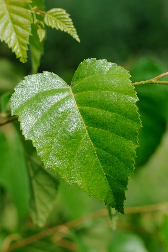 Изображение особи Betula mandshurica.