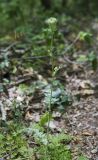 Laserpitium hispidum. Верхушка цветущего растения. Крым, окр. с. Соколиного, Большой Каньон, буково-грабовый лес, крутой склон вдоль лесной тропы. 17.08.2017.