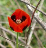 Papaver stevenianum. Цветок. Север Кубани, станица Шкуринская, склон в балочной степи. 6 мая 2008 г.