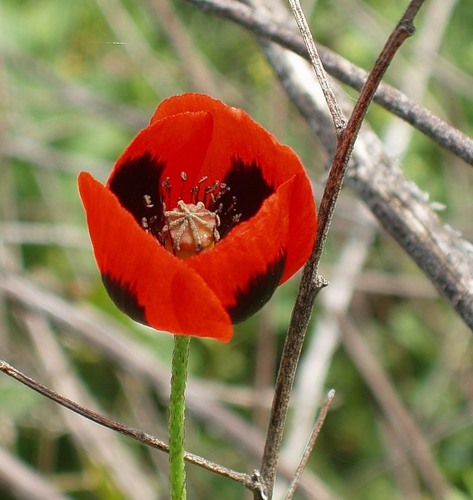 Изображение особи Papaver stevenianum.