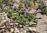 Calystegia soldanella. Цветущее растение в сообществе с Paronychia argentea. Испания, автономное сообщество Каталония, провинция Жирона, комарка Баш Эмпорда, муниципалитет Пальс (Pals), пляж Грау (Platja del Grau) в 2 км. к югу от устья р. Тер, подножье тылового склона дюны. 29.04.2017.